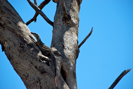 a goanna cimbs up a gum tree,の写真素材