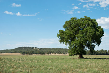 a kurrajong tree in a farm paddock
