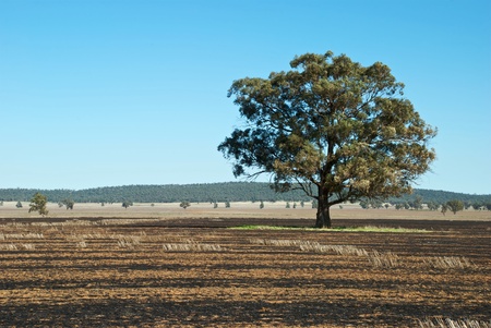 a gum tree in a burned stubble paddockの写真素材