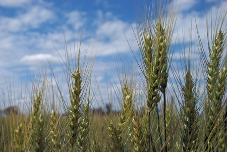 a closeup of a ripening wheat cropの写真素材
