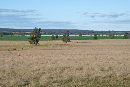 a mob of ewes and lambs grazing in paddock