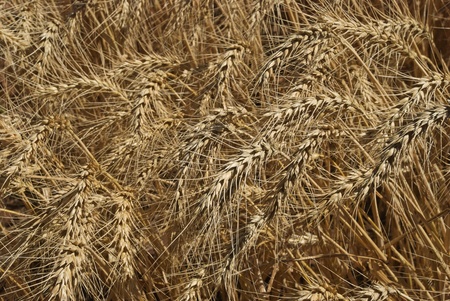 a ripening  wheat crop nearly ready for harvestingの写真素材