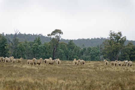 a mob of sheep in a rural paddockの写真素材