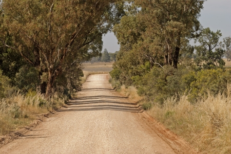 a country dirt road between eucalyptus trees and bushesの写真素材