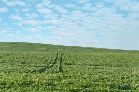 a healthy young lupine crop with clouds on the horizon
