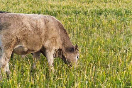 a murray grey cow grazing in a pasture closeupの写真素材