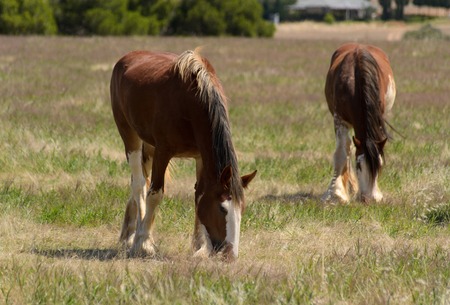 2 horses grazing in grass rural paddockの写真素材