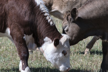 a closeup of 2 cows with heads close about to grazeの写真素材