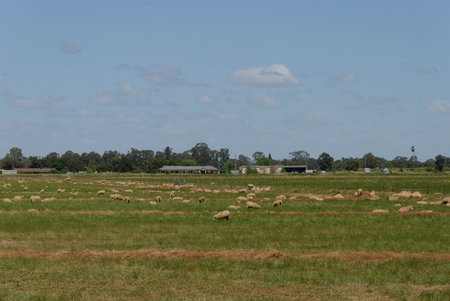 sheep grazing in a lush grass pasture with orchard and farm buldings in background and clouds in skyの写真素材