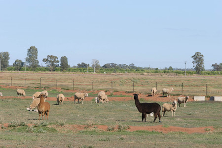 2 alpaca keep guard on a mob of crossbreed ewes with lambs in a rural paddock on a sunny dayの写真素材