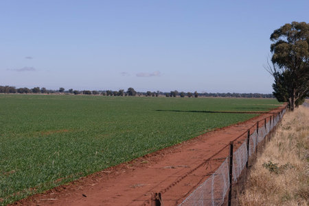 fence line on right of a young cereal crop in a rural paddock