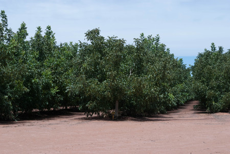 walnut trees growing in a rural paddock with clouds in the sky and a sunny dayの写真素材