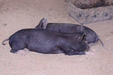 2 young black sows laying down in a pen with a feed bowl in backgroundの写真素材