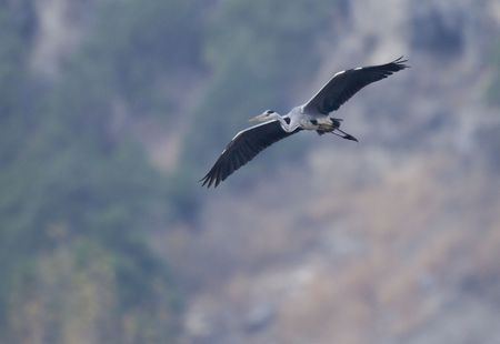 Gray heron flying Gray heron flying