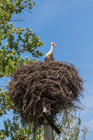 Stork in a nest on a pole. Against the background of the blue sky and the green branches of the tree.の写真素材
