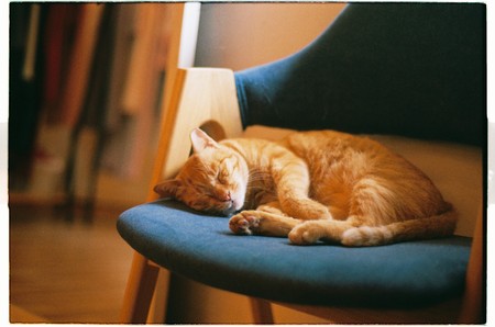 An orange cat sleeping on a chairの写真素材