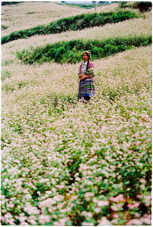 asia girl and flowersの写真素材