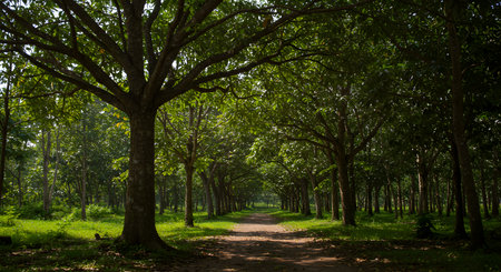 The trees in the park at Chiang Rai province, Thailand.の素材