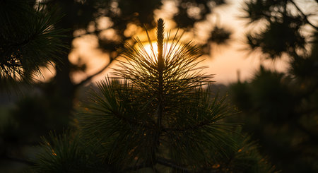 Pine tree in the forest at sunset. Shallow depth of field.の素材