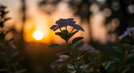 Beautiful flowers in the garden at sunset time. Natural background.の素材