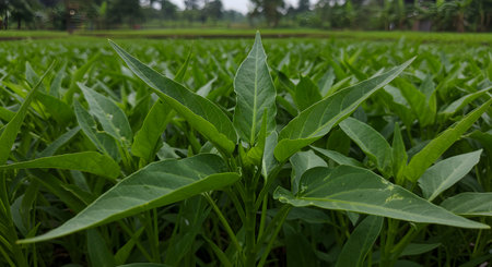 Green leaves of tobacco plant in the field, close-up.の素材