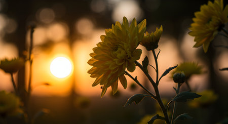 Beautiful yellow chrysanthemum flower in garden at sunsetの素材