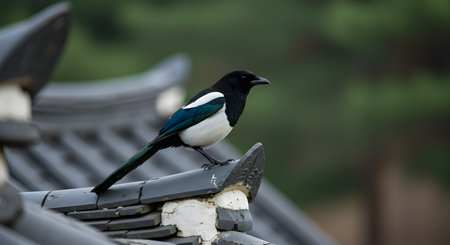 Magpie on the roof of a Japanese temple in South Korea.の素材