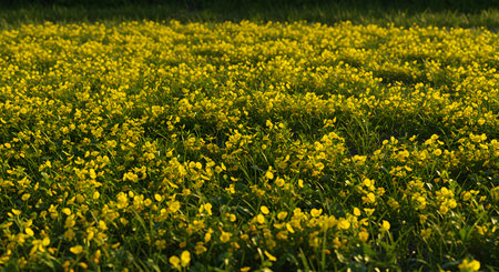 Yellow flowers in the field on a sunny spring day. Natural background.の素材