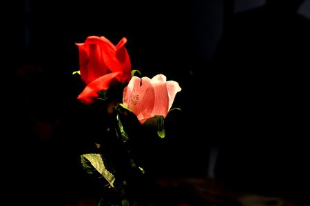 Night rose,の写真素材