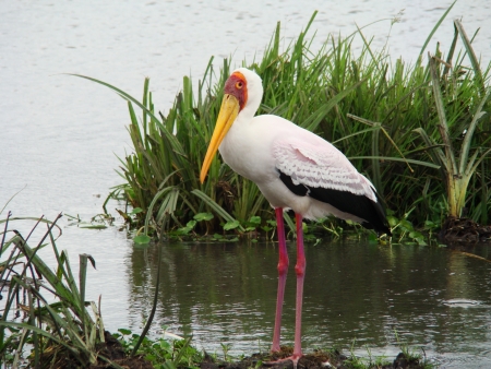 stork in Afrika Ngoro Ngoroの写真素材