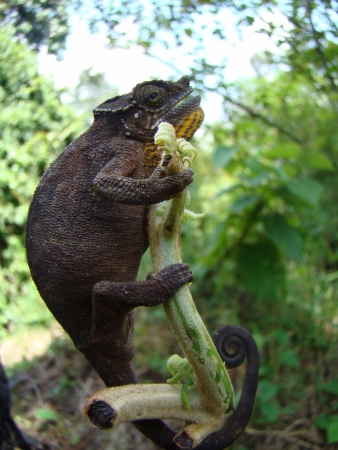 Chameleo johnostonii femaleの写真素材