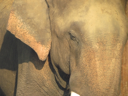 Chitwan Elephantの写真素材