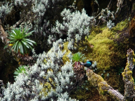Nectarinia johnstoni-Red-tufted Sunbirdの写真素材