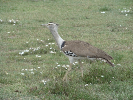 Dropla -wild birdの写真素材