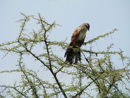 coulcalの写真素材