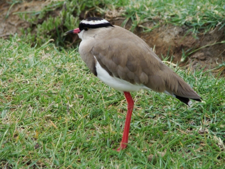Vanellus coronatus,Crowned Lapwingの写真素材