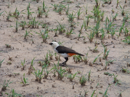bird in africa  lake manyara の写真素材