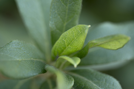Macro plantの写真素材