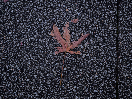 good-bye autumnの写真素材