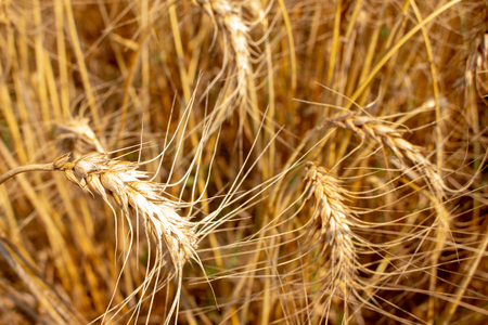 Wheat field.Yellow wheat ears field background. Wheat field natural product. Ears of golden wheat close up.の写真素材