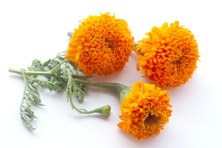 Orange marigold flower isolated on white background. Orange Marigold flower, Tagetes erecta, Mexican marigold, Aztec marigold, African marigold isolated on white background  background.の写真素材