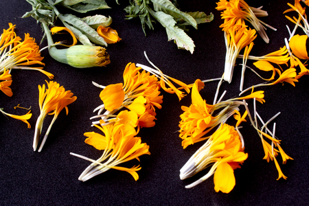 Petals of calendula ,orange marigold flowers on black background, top view.の写真素材