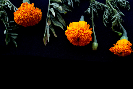 Orange marigold flower isolated on black background. Orange Marigold flower, Tagetes erecta, Mexican marigold, Aztec marigold, African marigold flower frame.の写真素材