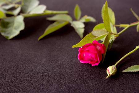 Close up pink rose beautiful bloom with isolate black background.Framework from roses on black background.Â  Frame  of pink roses.Â  Rose frame.の写真素材