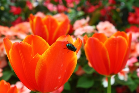 Fly Passion Insectの写真素材