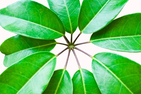 Leavesの写真素材