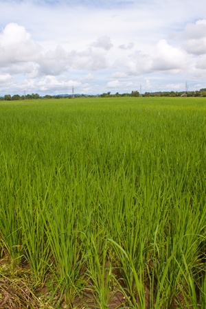 Rice field green grass landscape backgroundの写真素材
