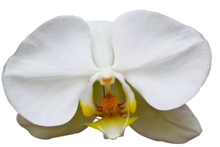 White  flower  on white  backgroundの写真素材