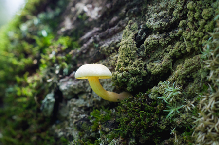 mushroomの写真素材