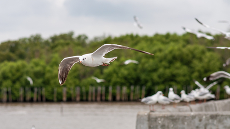 Birds are flyingの写真素材
